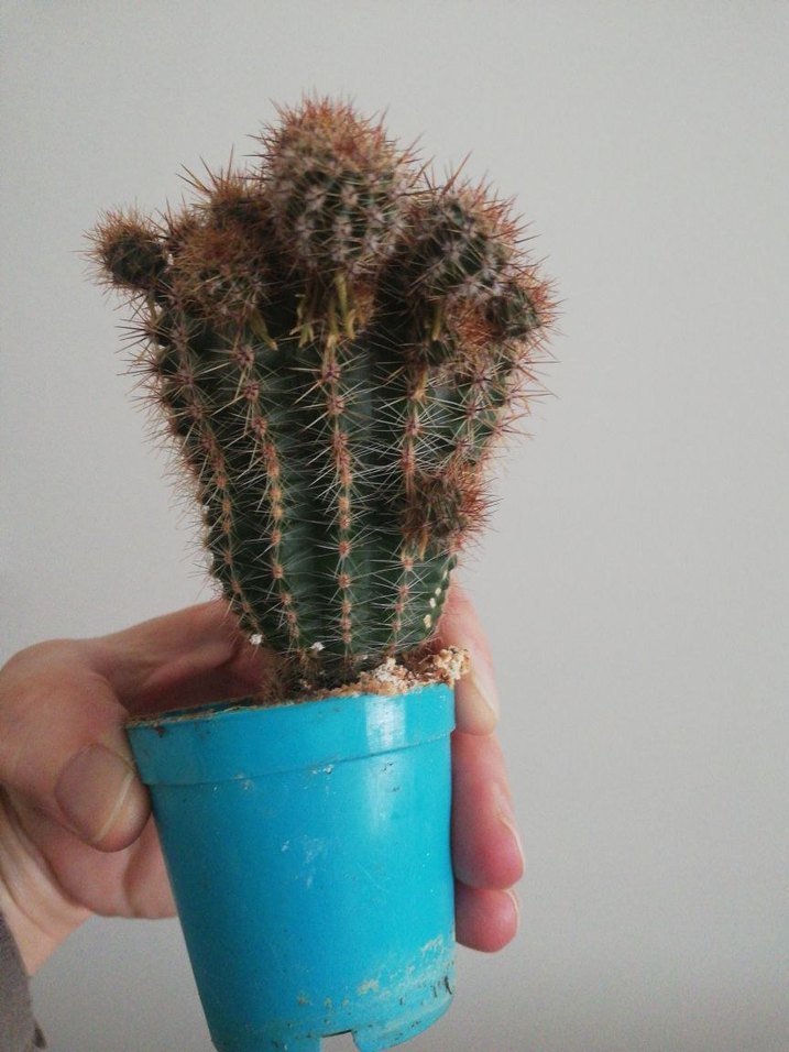 KAKTÜS KAYNANATOPUZU - Görsel 5