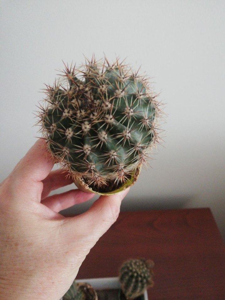 KAKTÜS KAYNANATOPUZU - Görsel 3