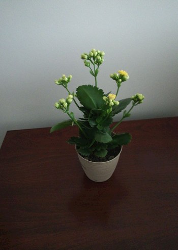 KALANŞO - Görsel 3