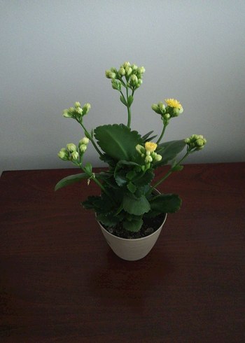 KALANŞO - Görsel 4