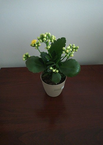 KALANŞO - Görsel 2