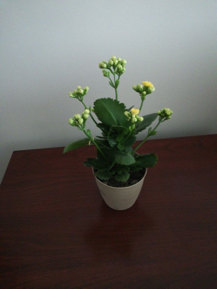 KALANŞO - Görsel 3