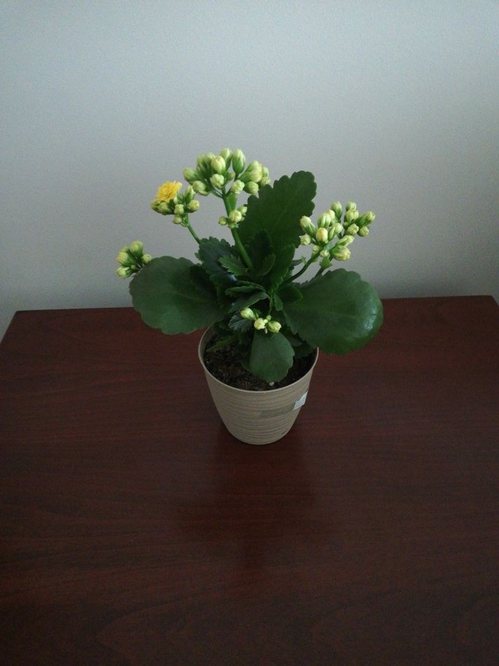 KALANŞO - Görsel 2