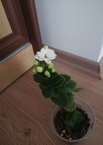 KALANŞO /BEYAZ AÇAR - Görsel 3