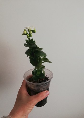 KALANŞO /BEYAZ AÇAR - Görsel 4