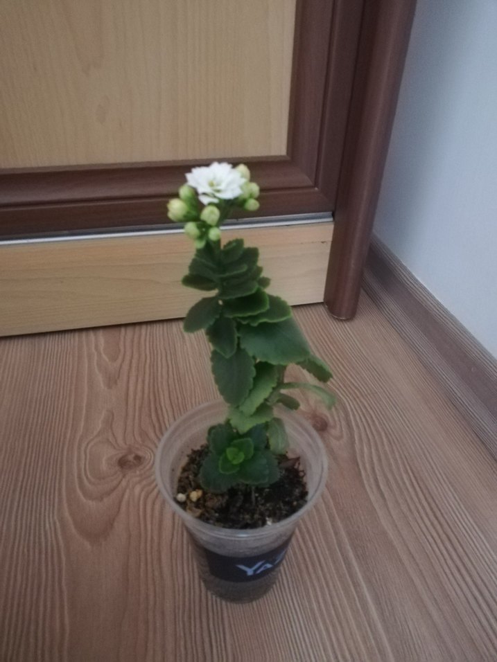 KALANŞO /BEYAZ AÇAR - Görsel 2