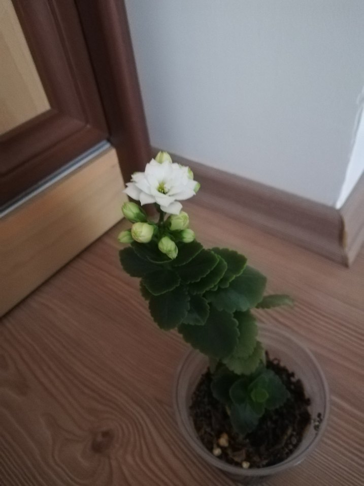 KALANŞO /BEYAZ AÇAR - Görsel 3