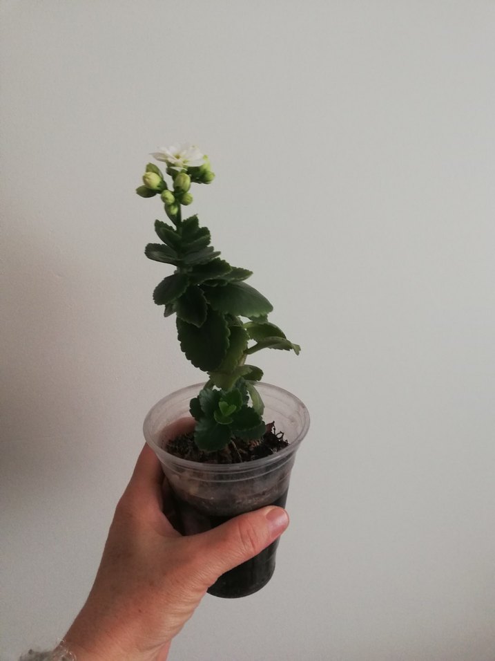 KALANŞO /BEYAZ AÇAR - Görsel 4