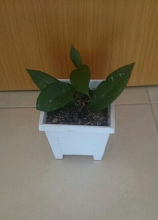 HOYA/MUM ÇİÇEĞİ