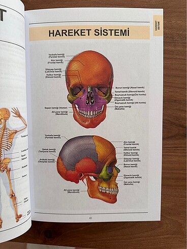 Beden Renk Sağlık Dili