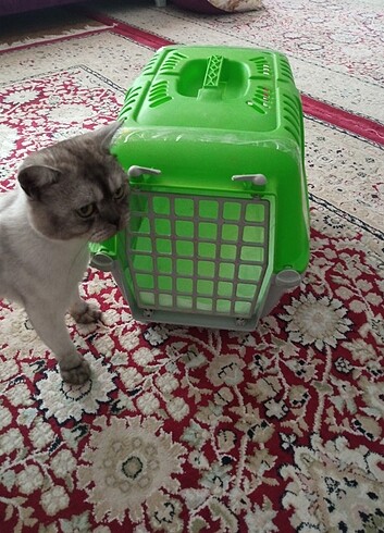 Kedi taşıma çantası 