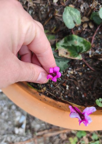 dağ sıklameni - Görsel 3