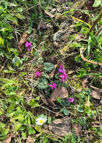 dağ sıklameni - Görsel 2