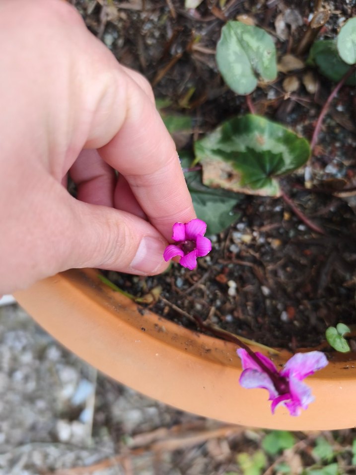 dağ sıklameni - Görsel 3