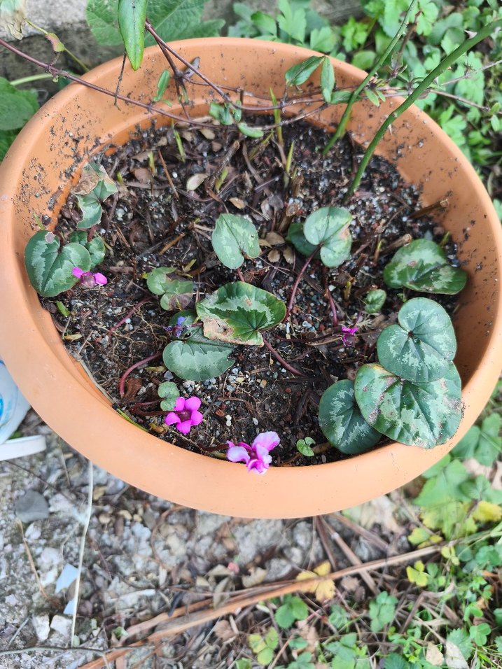 dağ sıklameni - Görsel 4