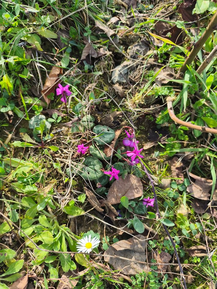 dağ sıklameni - Görsel 2