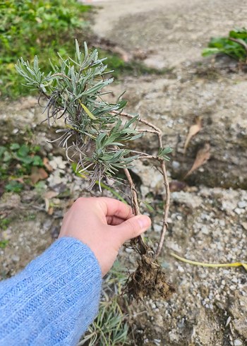 lavanta fidesi - Görsel 3