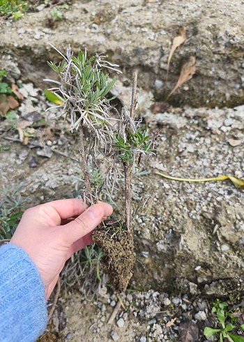 lavanta fidesi - Görsel 4