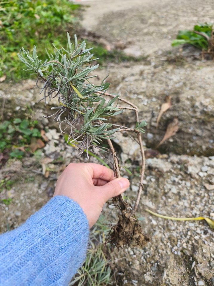 lavanta fidesi - Görsel 3