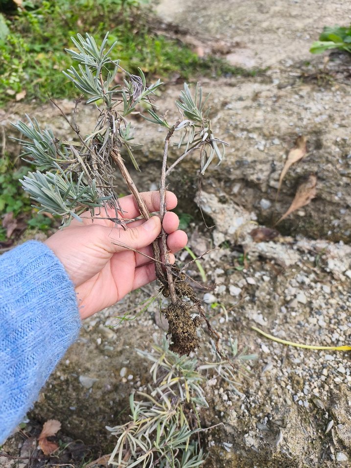 lavanta fidesi - Görsel 2