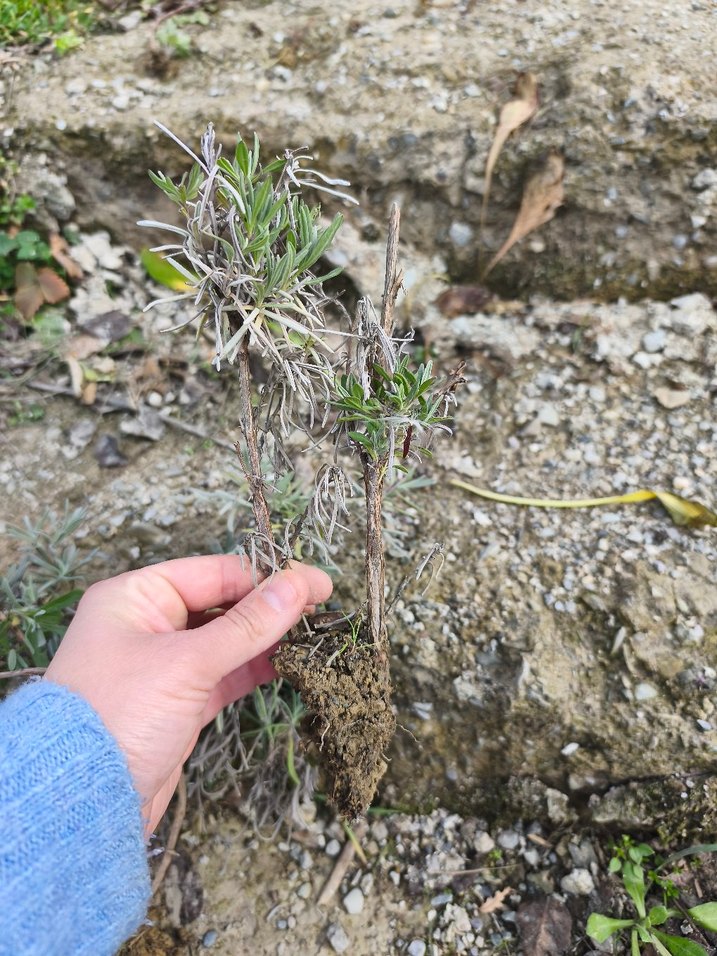 lavanta fidesi - Görsel 4