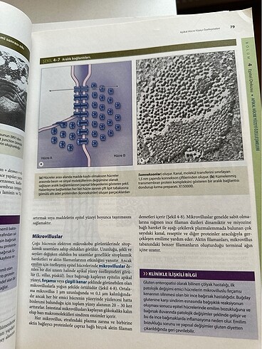 JUNQUEİRA HİSTOLOJİ - Görsel 3