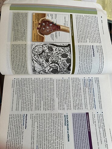 JUNQUEİRA HİSTOLOJİ - Görsel 2