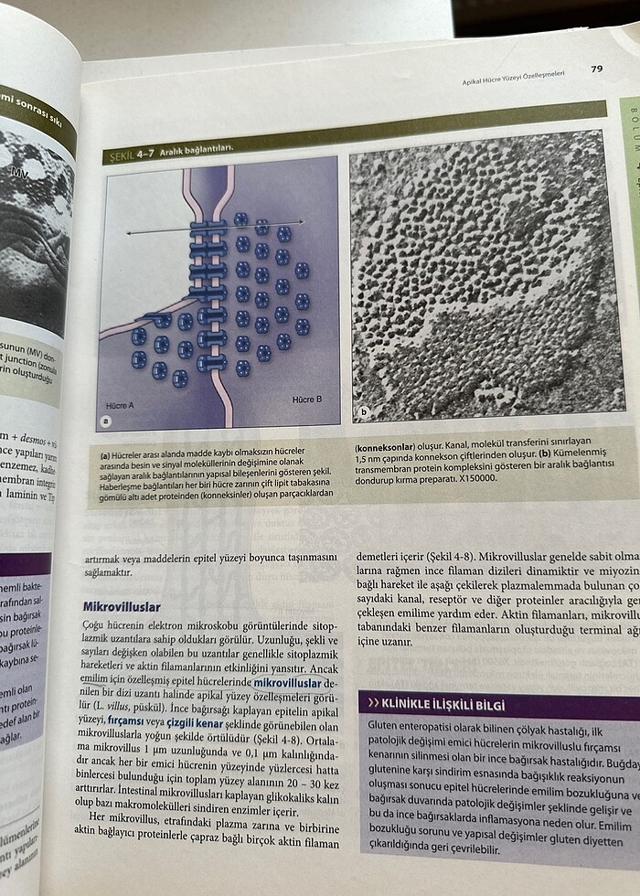 JUNQUEİRA HİSTOLOJİ - Görsel 3