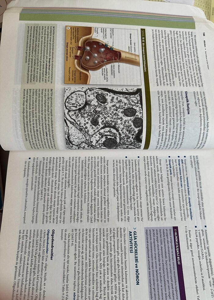 JUNQUEİRA HİSTOLOJİ - Görsel 2