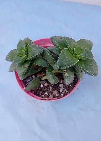 Diğer Crassula springtime