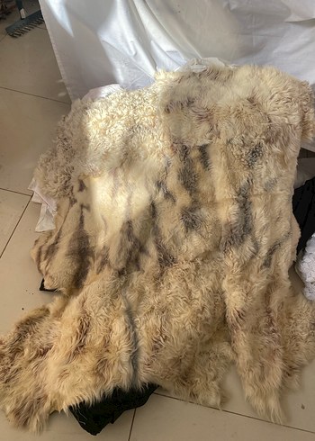  Beden Orijinal koyun postu kilim halı