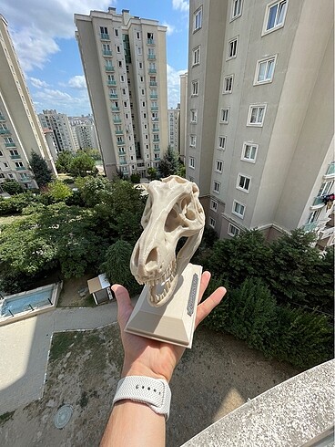 3D T-Rex Kafatası