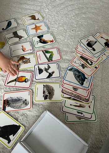 İlk 100 Hayvan Zeka Kartları - DIYTOY - Görsel 4