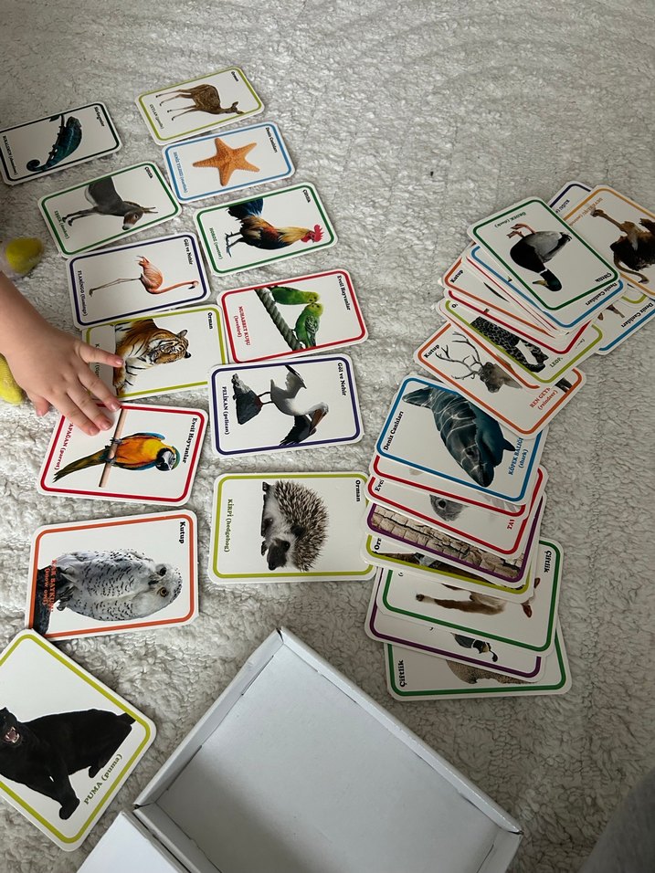 İlk 100 Hayvan Zeka Kartları - DIYTOY - Görsel 4