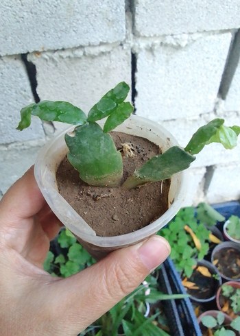 Diğer yılbaşı çiçeği
