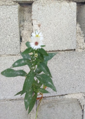 yıldız pati çiçeği