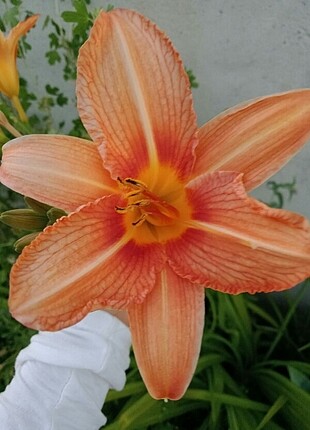 Lilyum çiçeği 
