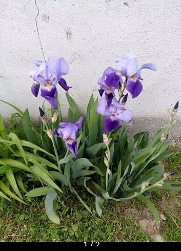 Süsen iris 