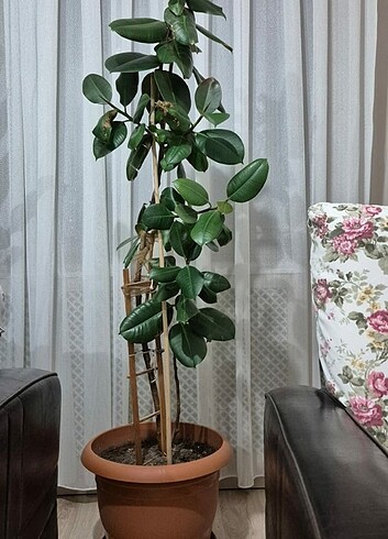 Salon çiçeği (kauçuk)