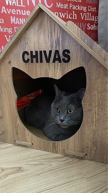 Chivas kedi evi