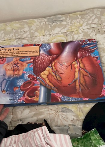 İnsan Vücudu - Sağlık Kitabı kapboz - Görsel 3