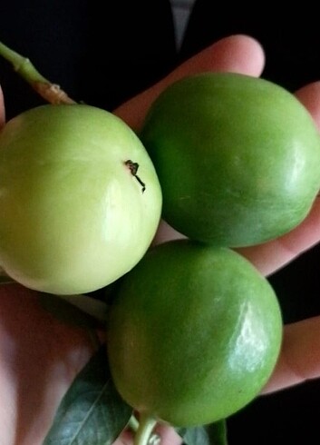 Pasiflora Çarkıfelek tohumu