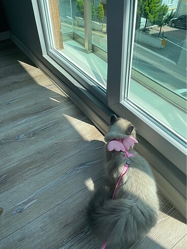 pembe kanat kedi tasması