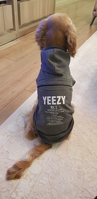 köpek kıyafeti 
