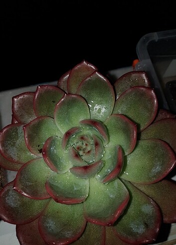 Echeveria madonna