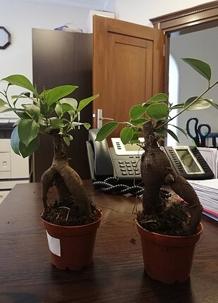 Canlı bonsai 2 adet