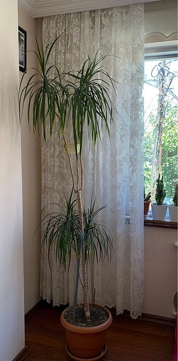 Salon çiçeği (Dracena Marginata Bonsai)