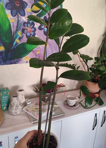 Zamia Bitkisi
