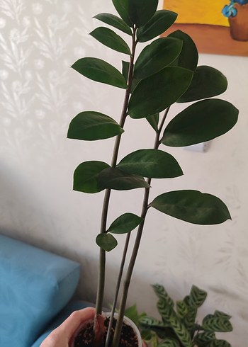 Çiçek Zamia Bitkisi