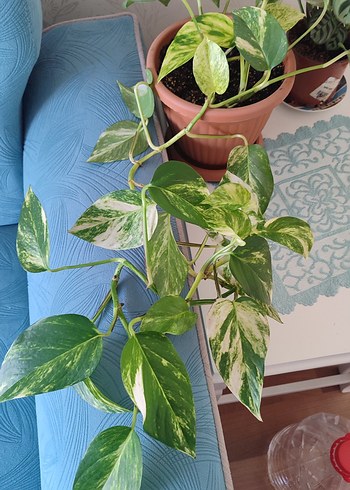 pothos sarmaşık